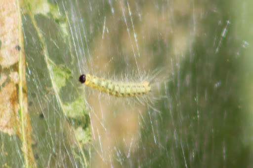 Fall Webworm Moth (larva)
