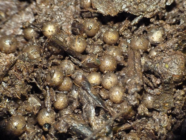 Marbled salamander (brooding female & eggs) | Project Noah