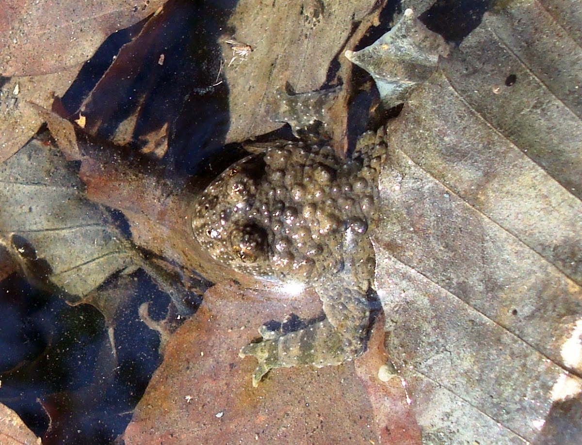 Yellow-bellied toad / Žuti mukač