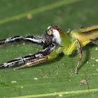 Green Jumping Spider