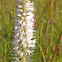 Culver's Root