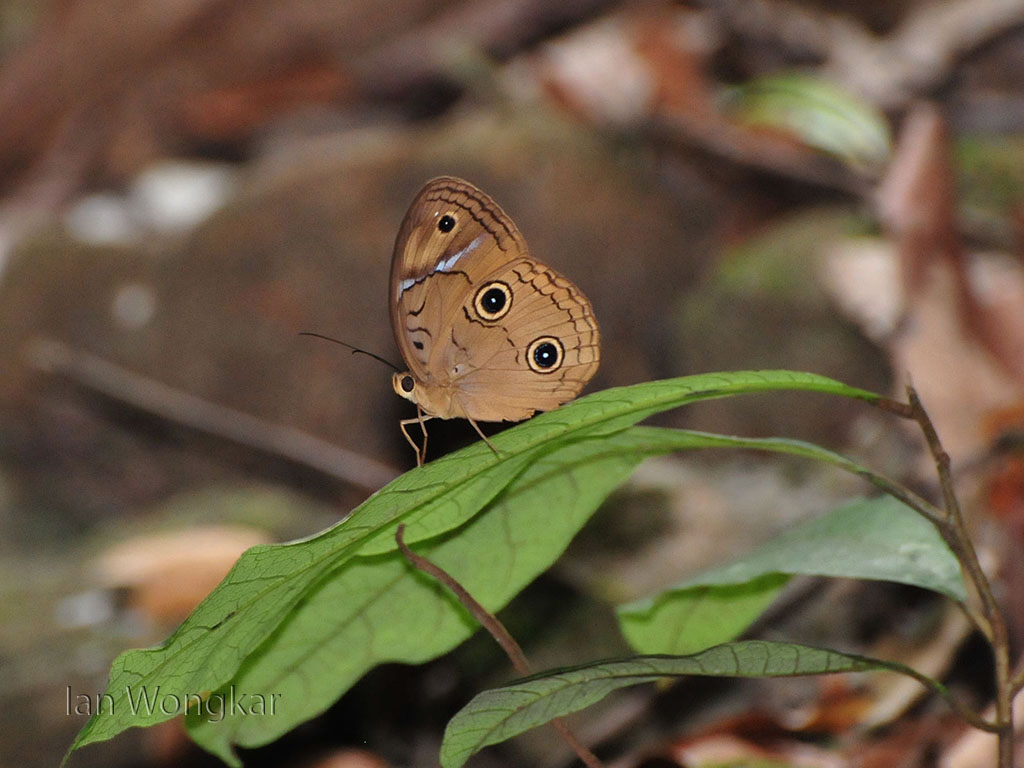 Sulawesi Faun