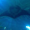 Giant Oceanic Manta Ray