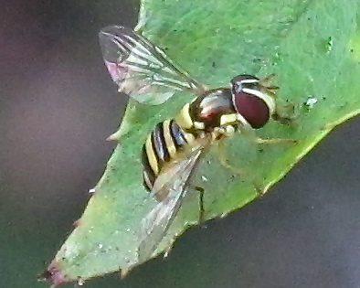 (Female) Hoverfly