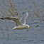 Ring-billed Gull