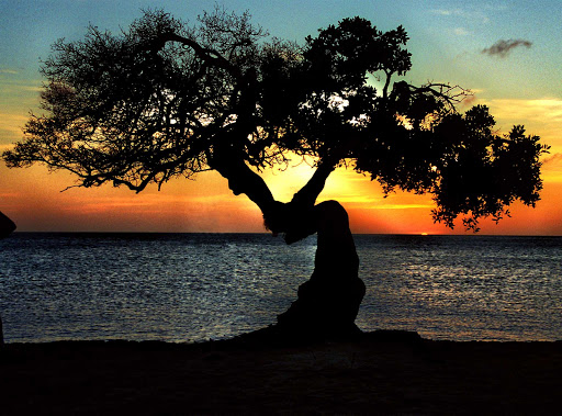 The sun sets behind an iconic windswept tree on the beach of Aruba.