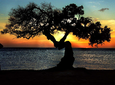 The sun sets behind an iconic windswept tree on the beach of Aruba.