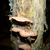 Unknown Shelf Fungus