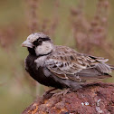 Ashy-crowned Sparrow Lark