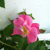 Wild rose