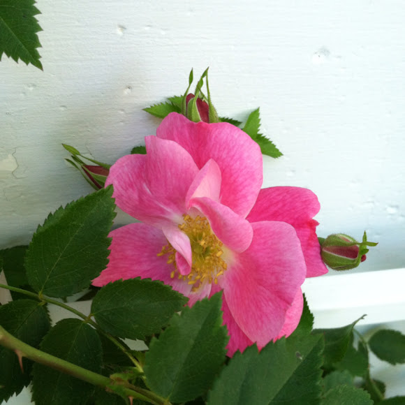 Wild rose Project Noah