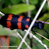 Orange Blister Beetle