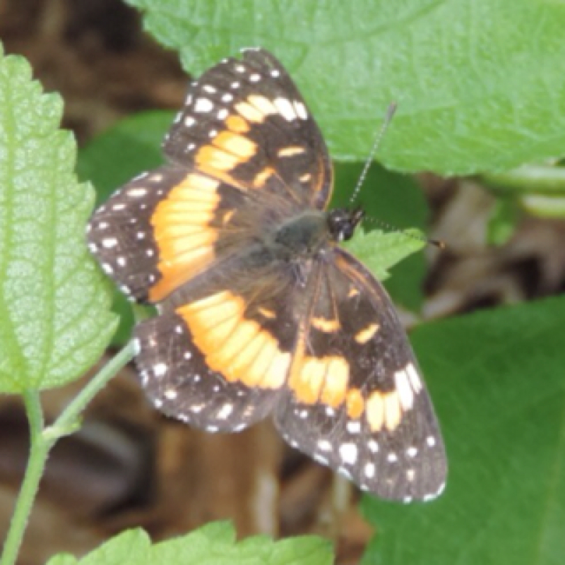 Bordered Patch