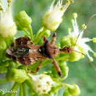 Assassin bug