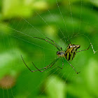 Decorative leucauge spider
