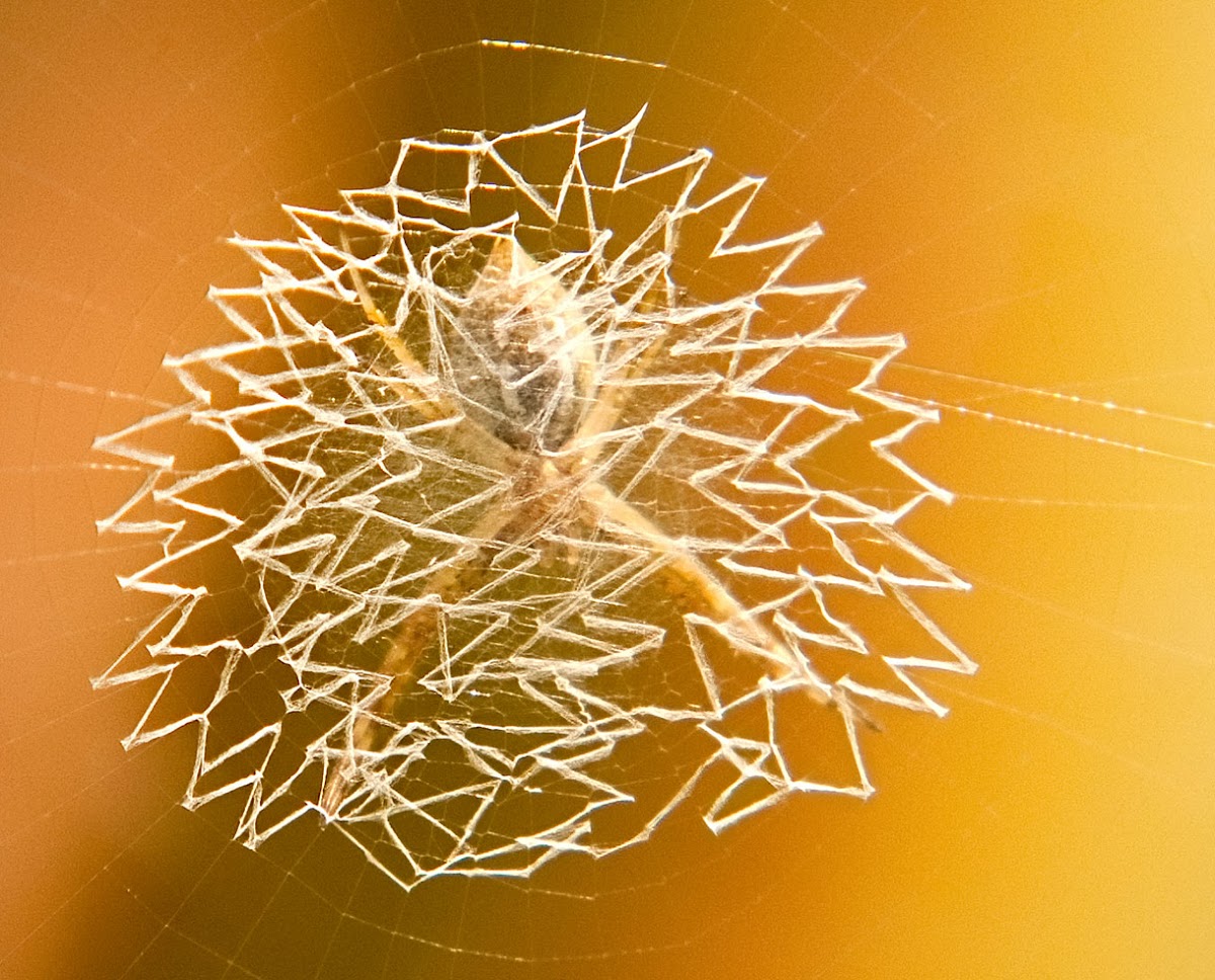 Paired Leg Orb Web Spider