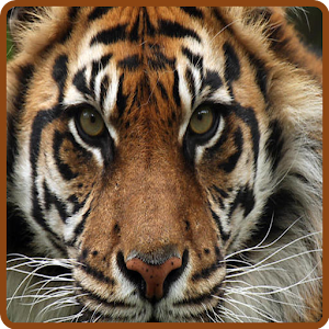 Tigers HD Wallpapers.apk 1.0