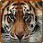 Tigers HD Wallpapers APK - Windows 下载