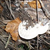 Crepidotus malachius Mushroom
