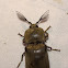 Gaint Acasia Click Beetle