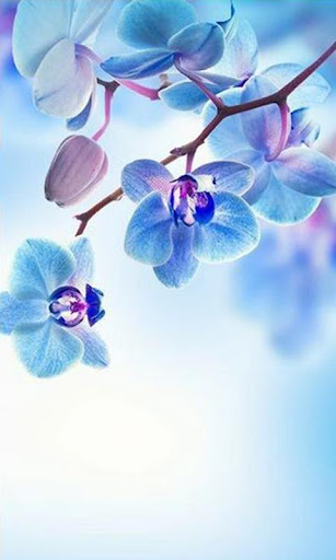 免費下載攝影APP|Spring Flowers Live Wallpaper app開箱文|APP開箱王