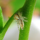 Common Hairy Jumper
