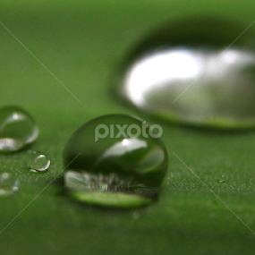 Fresh Morning Dewdrops by Syed Hasibul Hasan - Nature Up Close Natural Waterdrops