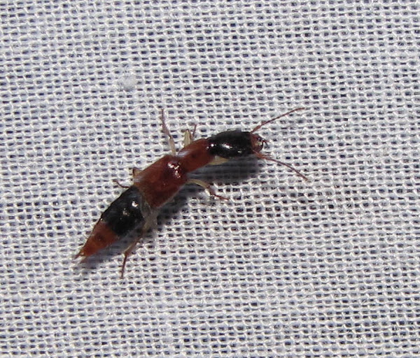 Rove beetle | Project Noah