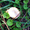 False Yellow Bolete