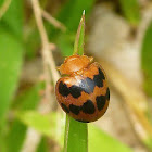 Ladybug Beetle