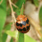 Ladybug Beetle