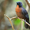 Black-cheecked Ant-tanager