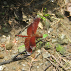 Red Percher Dragonfly