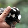 Spotted skunk baby