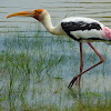 Painted Stork