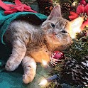Christmas Cats Puzzle logo