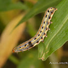 Noctuid moth caterpillar