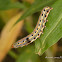 Noctuid moth caterpillar