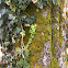 Common Ivy/Navadni bršljan