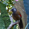 Red-winged Laughingthrush