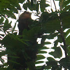 Three-toed (or three-fingered) Sloth