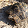 Greek tortoise