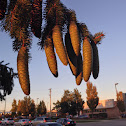 Norway Spruce