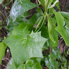 Cape Ivy