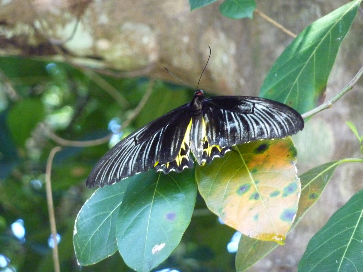 Common Birdwing