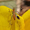 Katydid Nymph