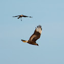 Southern Lapwings scaring off a Southern Crested Caracara