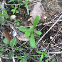 Common Broomweed