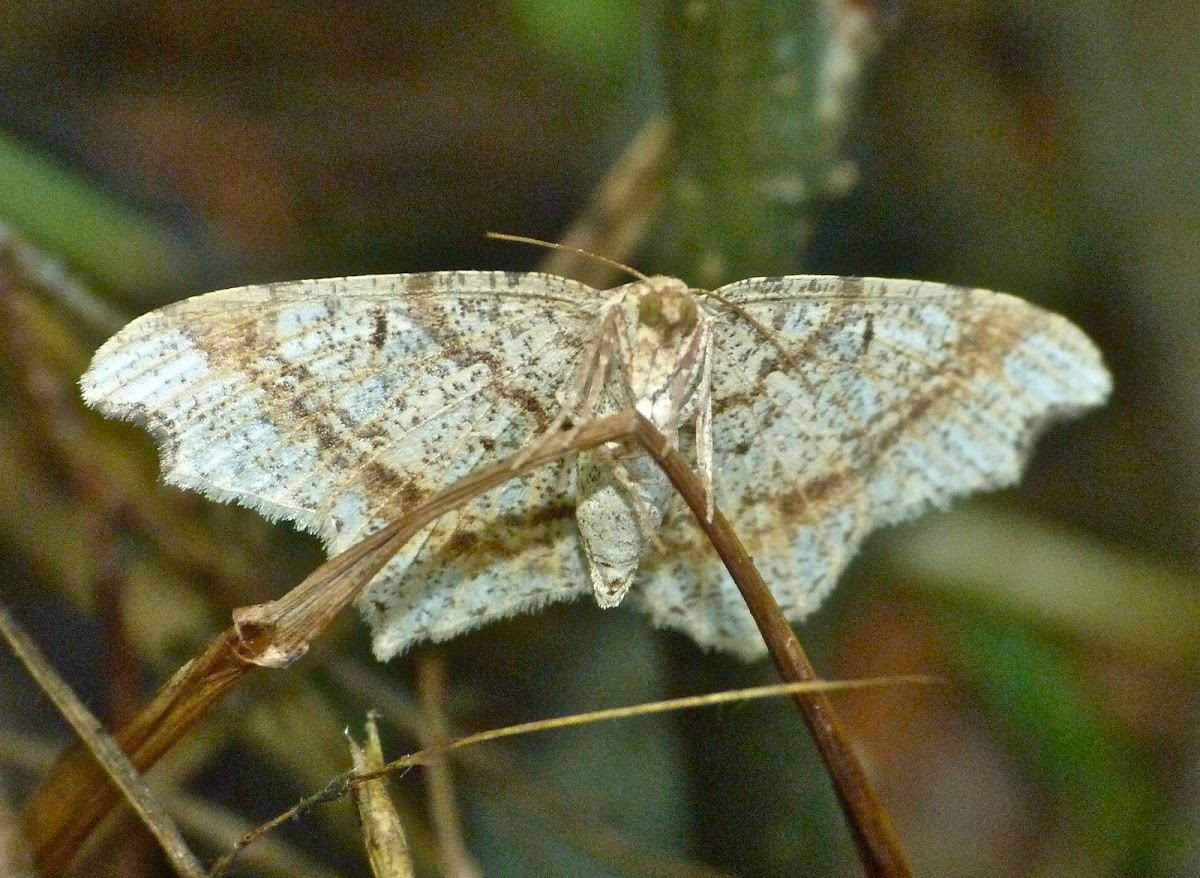 Bicolored angle moth