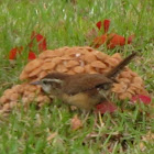 Carolina Wren and Ringless Honey Fungus